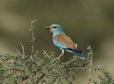 European Roller