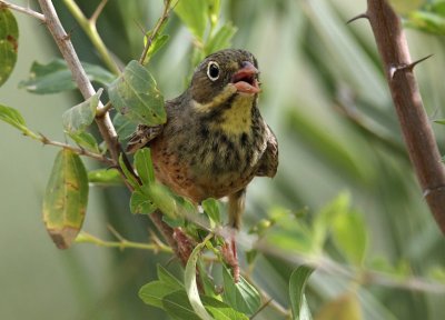 Bunting Ortolan