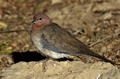 Laughing Dove.jpg