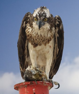 Osprey 3_filtered.jpg
