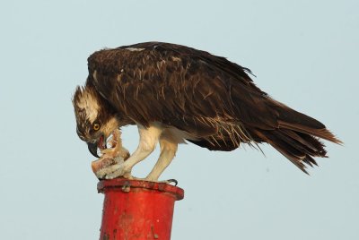 Osprey 1