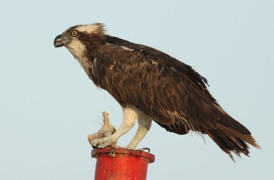 Osprey 2