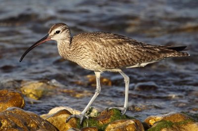 Whimbrel & Curlew