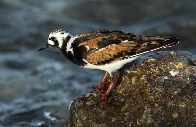 Turnstone