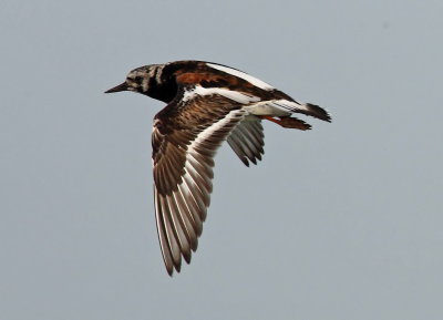 Turnstone