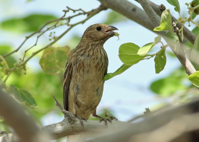 Rose Thrush (f)