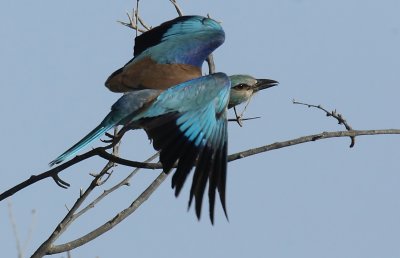 European Roller