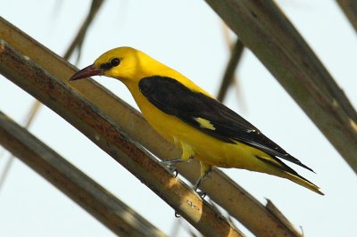 Golden Oriole m c.jpg