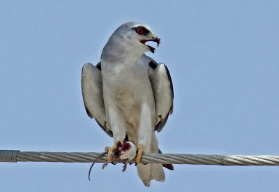 Black-winged Kite