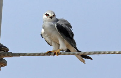 Black-winged Kite 2