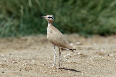 Cream-coloured Courser