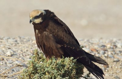 March Harrier f