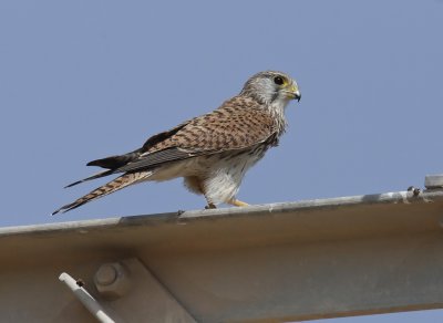 Common Kestrel