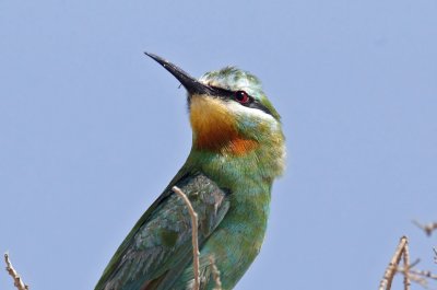 Blue-cheeked Bee-Eater