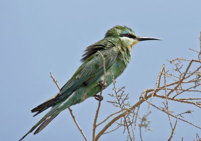 Blue-cheeked Bee-Eater