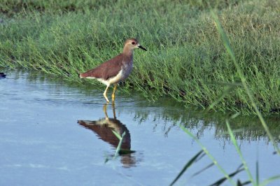 White-tailed Plover