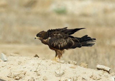 Marsh Harrier