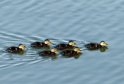 Ferruginous Ducklings