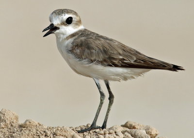 Kentish Plover female.