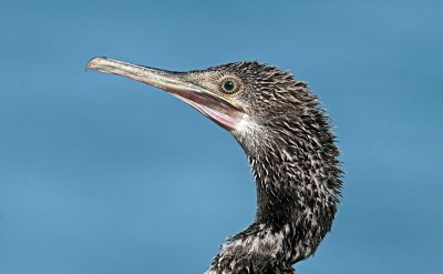 Cormorant head.