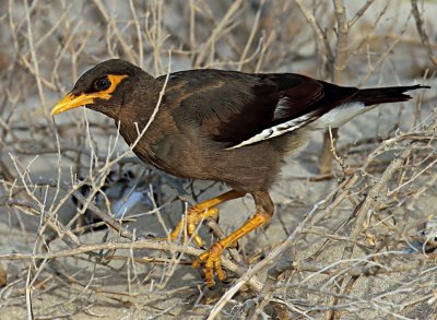 Common Mynah.jpg