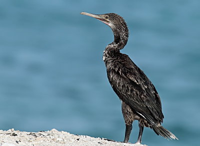 Cormorant.