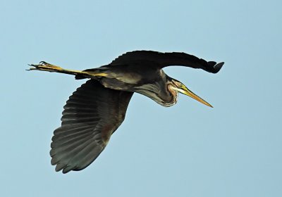 Purple Heron.