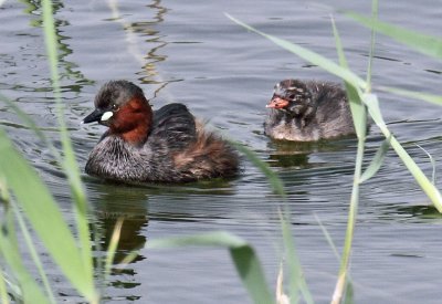 Little Grebe