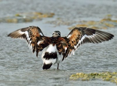 Turnstone