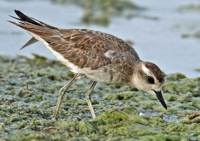 Caspian Plover