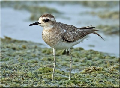 Caspian Plover