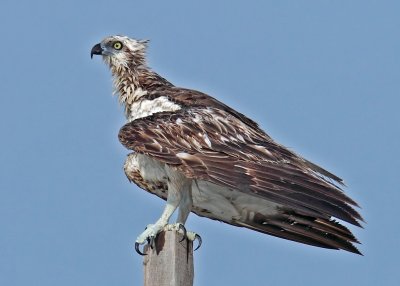 AS0F7654_resize.jpg