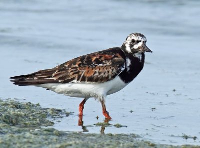 Turnstone