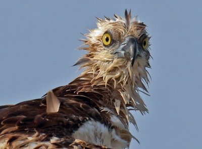 Osprey wet e_resize.jpg