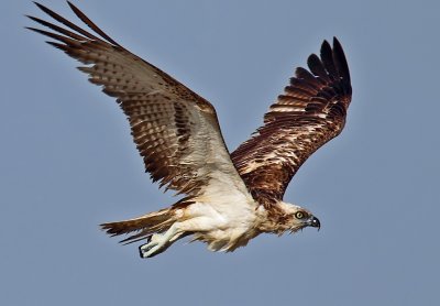 Osprey in flight e_resize.jpg