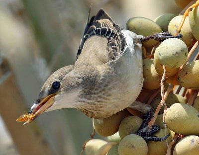 RC Starling