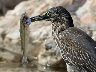 Striated Heron with fish