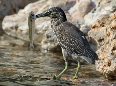 Striated Heron with fish
