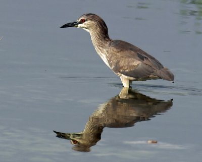 Night Heron Juvenile