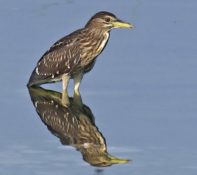 Night Heron Juvenile