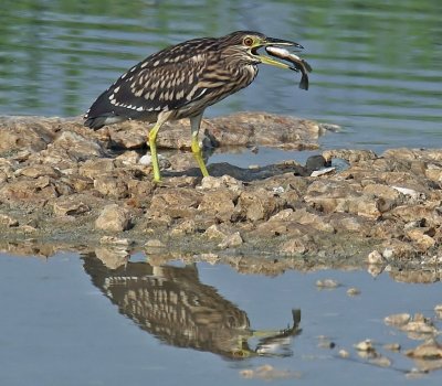 Night Heron Juvenile