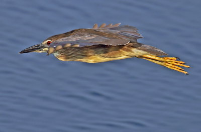 Night Heron Juvenile