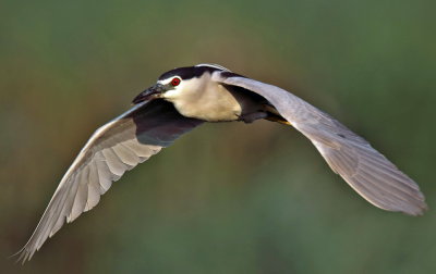 Night Heron