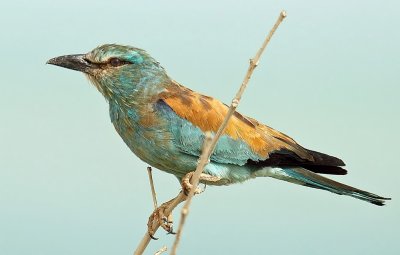 European Roller