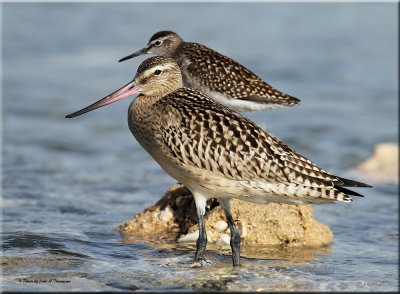 Bar-tailed godwit