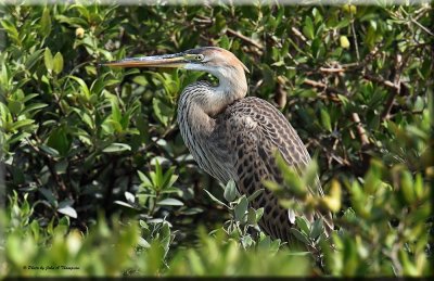 Purple Heron