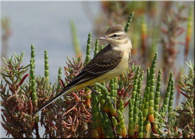 Yellow Wagtail female