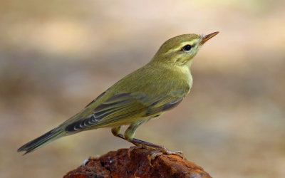 Woodwarbler_resize.jpg