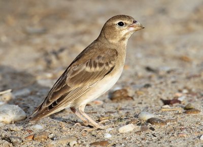 Pale Rock Sparrow