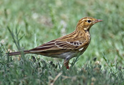 Tree pipit